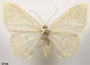 S.floslactata_3