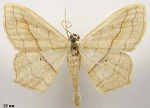 S.imitaria_2