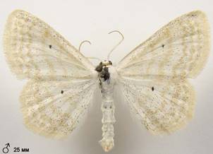 S.immutata_1