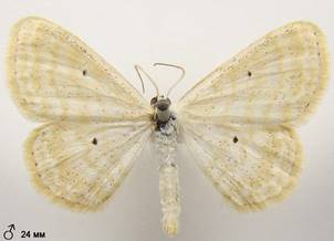 S.immutata_2