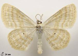 S.immutata_4