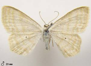 S.immutata_3