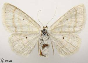 S.immutata_5