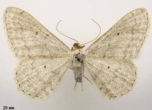 S.incanata_1