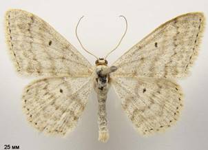 S.incanata_2