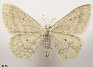 S.incanata_3