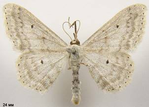S.incanata_4