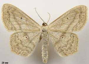 S.nigropunctata_1