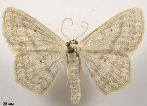 S.nigropunctata_2
