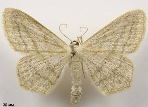 S.nigropunctata_3