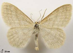 S.ternata_1