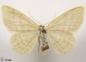 S.ternata_2