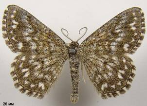 S.tessellaria_1