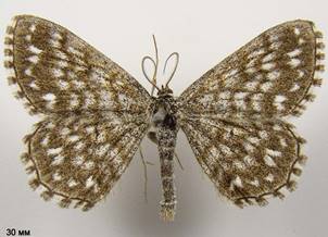 S.tessellaria_2