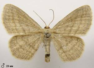 S.virgulata_1