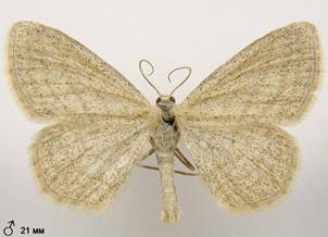 S.virgulata_2