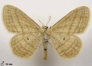 S.virgulata_3
