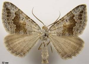 S.bipunctaria_1