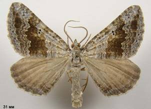 S.bipunctaria_2