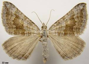 S.bipunctaria_3