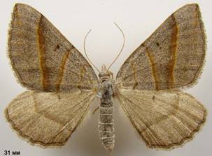 S.luridata_1