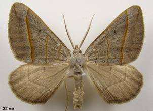 S.luridata_2