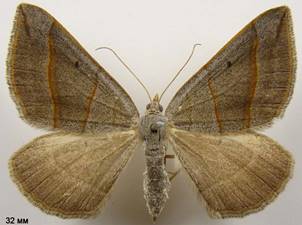 S.luridata_3