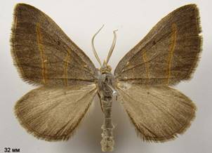 S.luridata_4