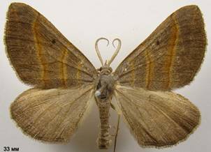 S.luridata_5