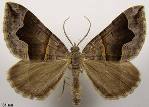 S.moeniata