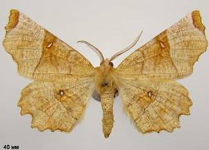S.lunularia_2