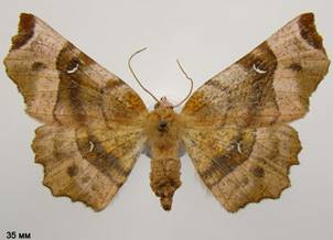 S.tetralunaria_2