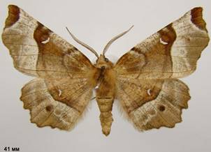 S.tetralunaria_9