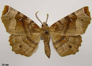 S.tetralunaria_1