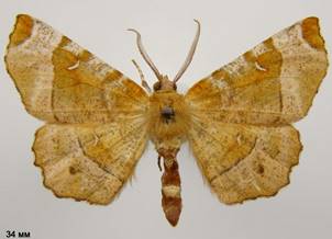 S.tetralunaria_4