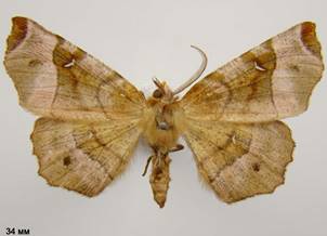 S.tetralunaria_3