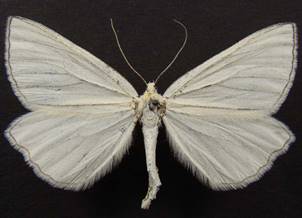 S.lineata_1