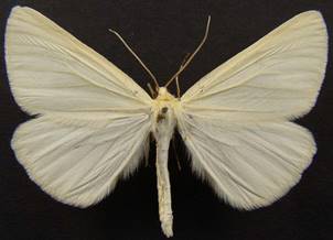 S.lineata_2