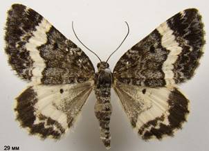 S.luctuata_1