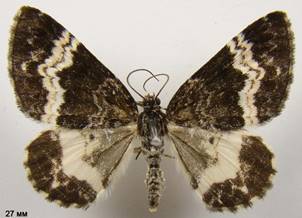 S.luctuata_2