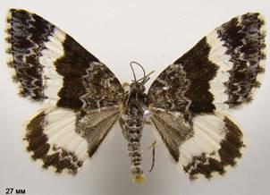 S.luctuata_3