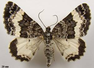 S.luctuata_4