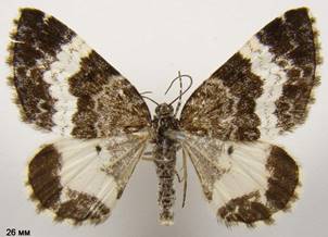 S.luctuata_5