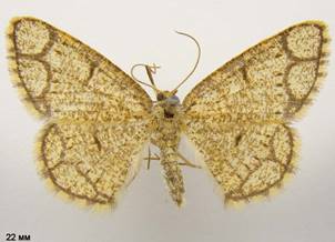 S.cararia
