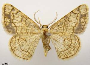 S.dilectaria