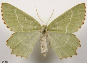 T.fimbrialis_1