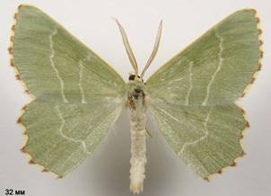 T.fimbrialis_2