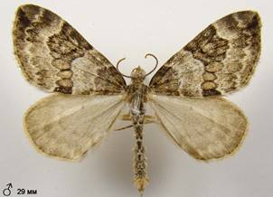 T.britannica