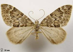 T.britannica-variata_1