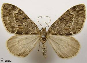 T.britannica-variata_2
